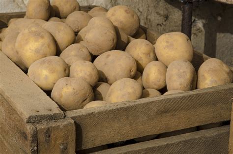 Kartoffeln Lagern